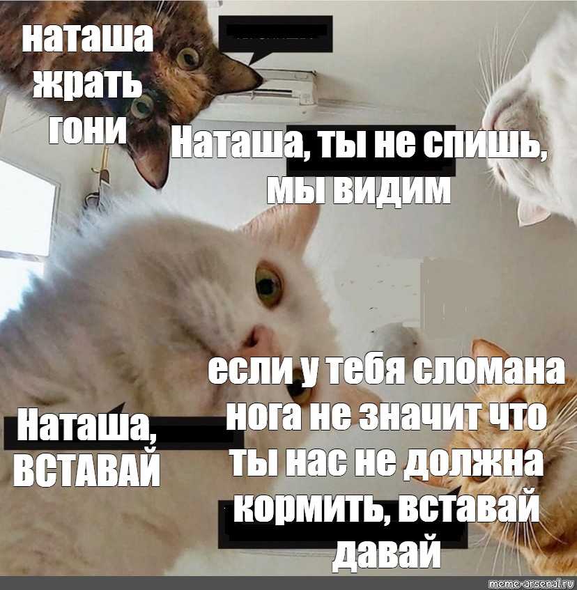 ᐉ что делать если у кота сломан хвост? - zoomanji.ru