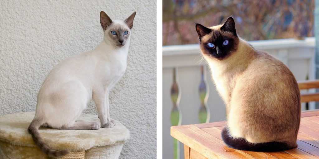 Тайская кошка и сиамская кошка – отличия во внешнем виде, характере, поведении