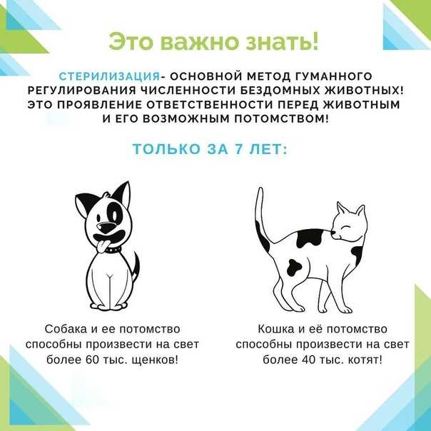 Всё о кастрации котов: когда кастрировать, виды кастрации, операция, уход, осложнения, плюсы и минусы - vet-call24 киев