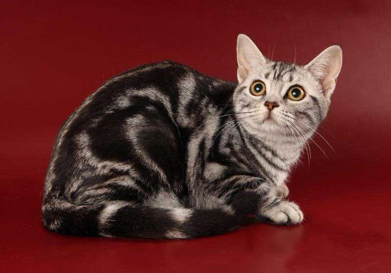 Сиамская порода кошек: описание, характер, фото, уход и содержание, чем кормить | zoosecrets