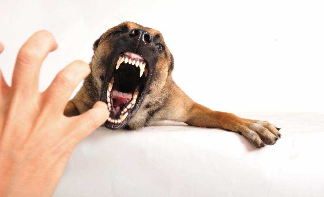 Почему собака злая или какие принять меры против агрессии собаки?
