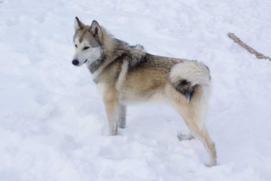 Собаки породы лайка: западно-сибирская, сиба-ину и восточно-сибирская