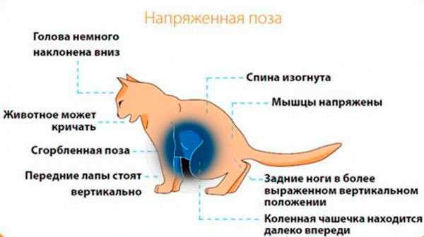 Миозит (воспаление мышц) у собак