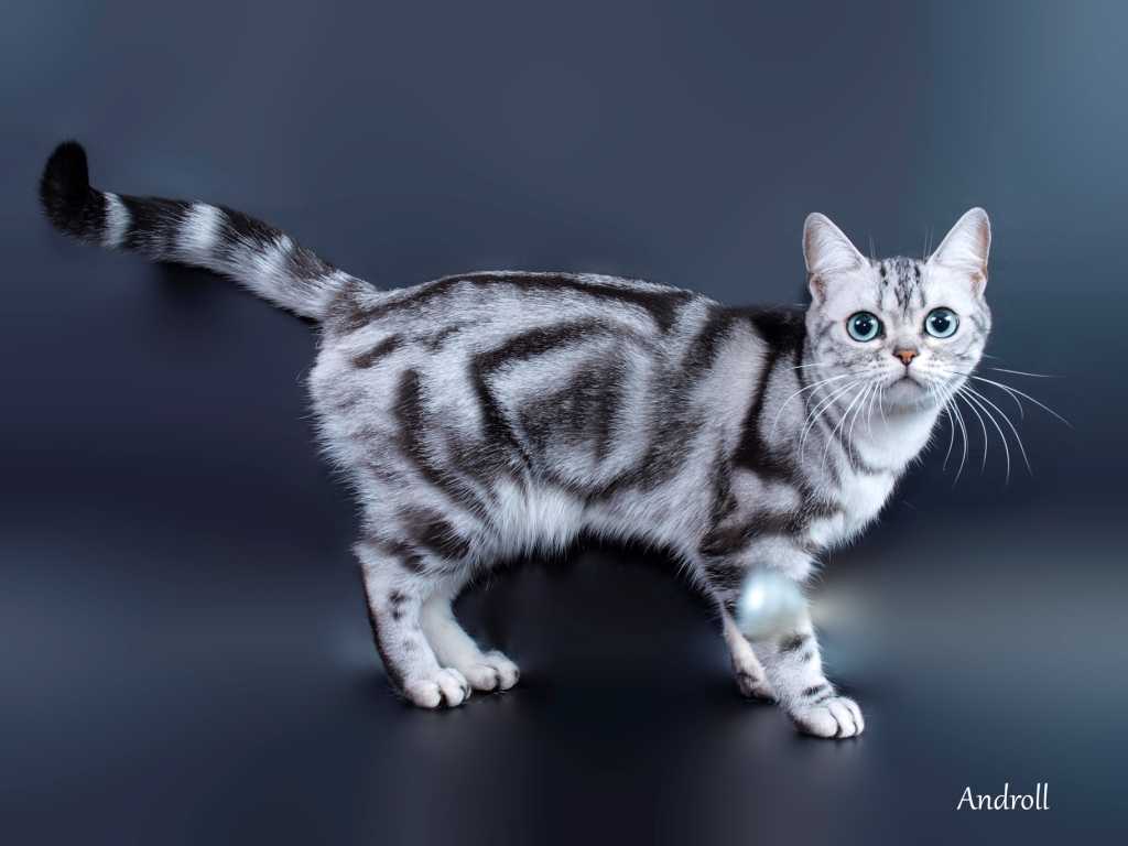 Сиамская кошка: все о породе от а до я. фото, рацион, правила ухода и содержания, внешний вид, повадки, характер