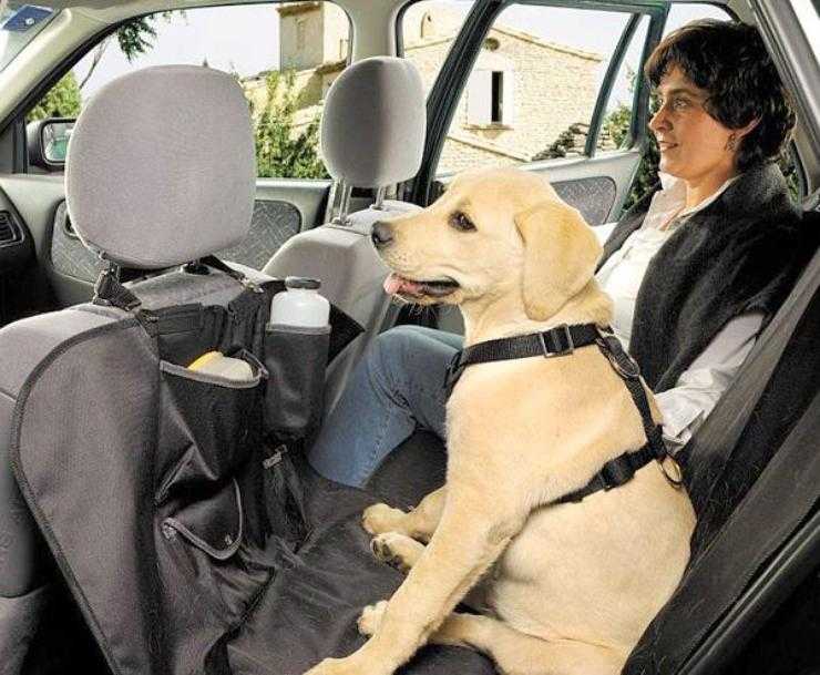 Что делать, если собаку укачивает в машине,