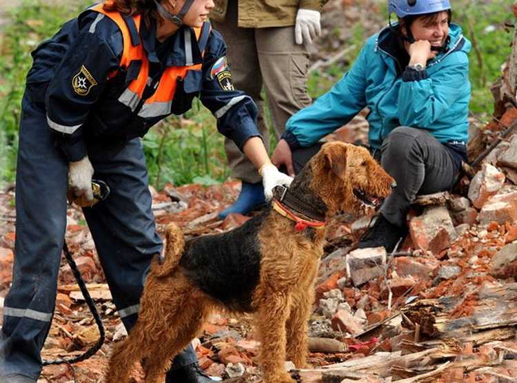 Служебные собаки — спасатели людей. на службе, и в горах, и на воде — лучшие породы собак спасателей