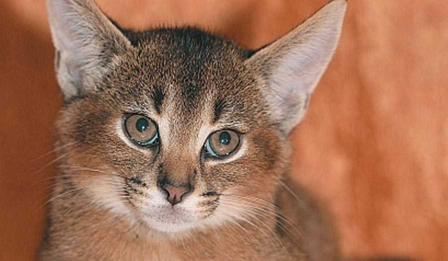 Кошки порода домашняя рысь - животный мир