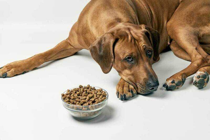 Почему собака не ест сухой корм, а другую пищу ест?