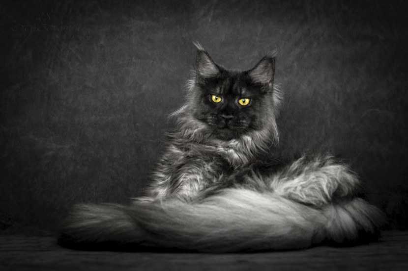 Удивительная игра природы придает таким кошкам роскошный вид – мейн-кун окраса черный дым красив всегда.