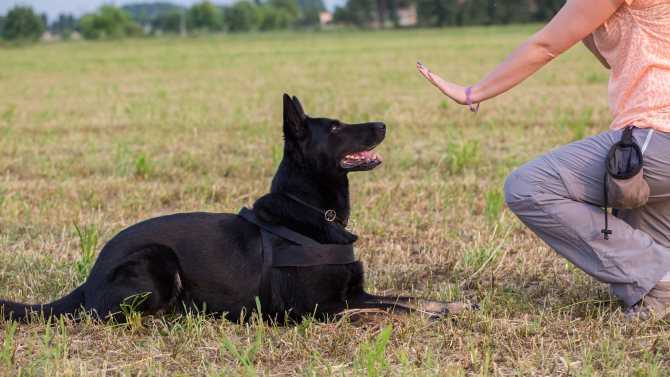 Учим свою собаку трюкам: 7 интересных фокусов