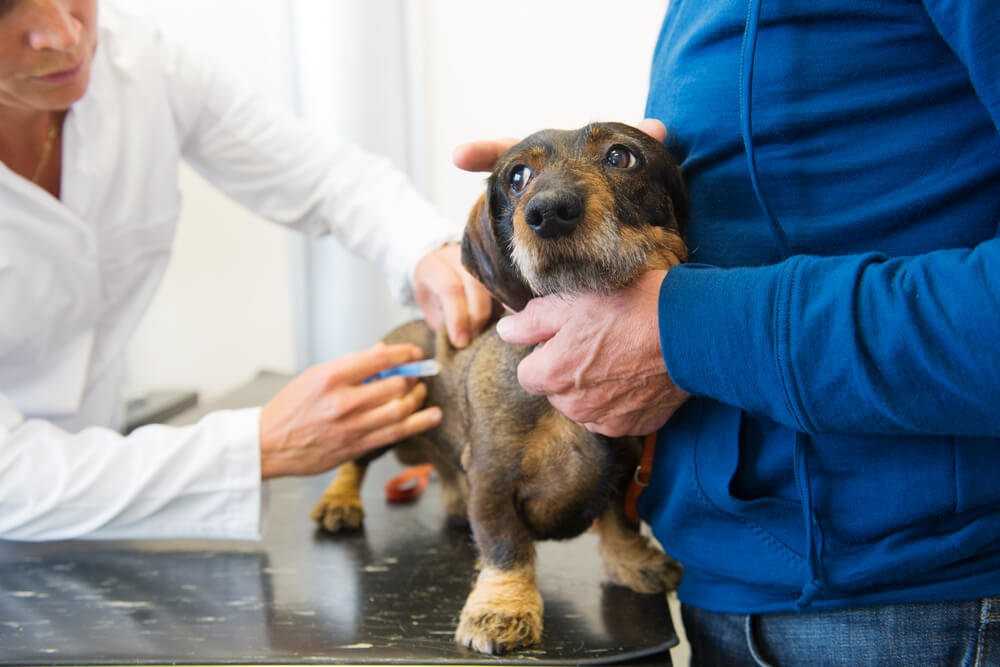 Бывает ли течка у стерилизованных собак, симптомы течки после стерилизации