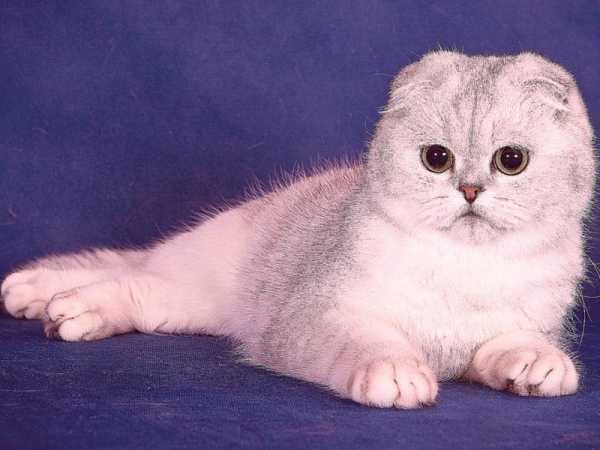 Британская вислоухая кошка описание породы характер описание