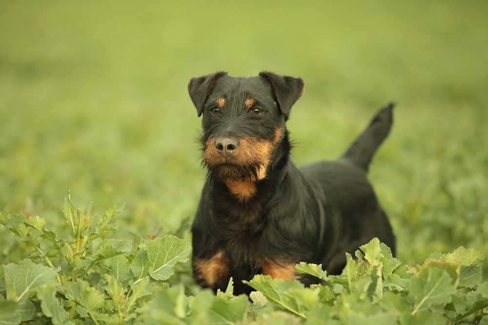 Немецкий ягдтерьер: 105 фото, обзор особенностей и характеристики собаки