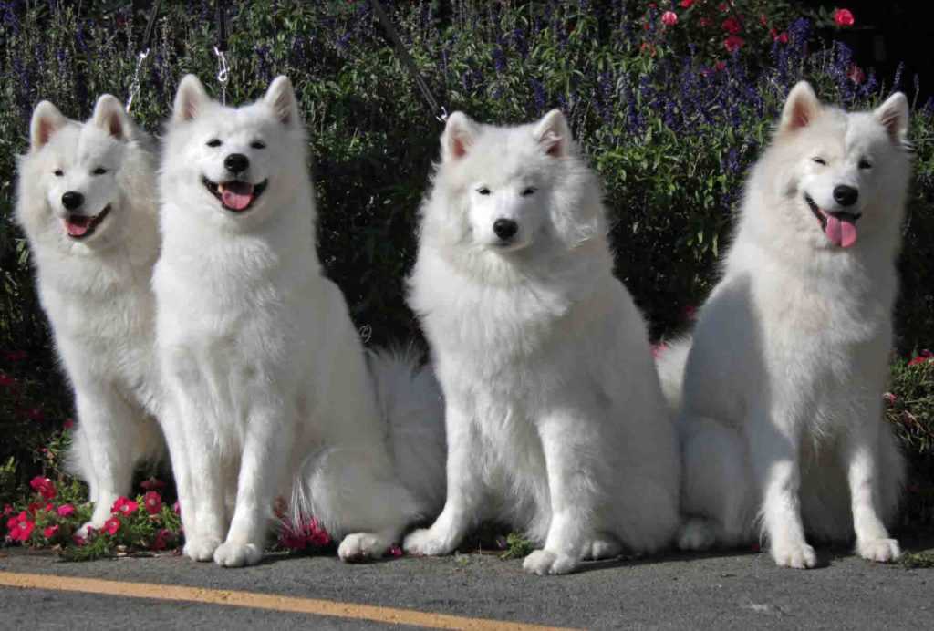 Самоедская собака: описание породы, характер собаки и щенка, фото, цена