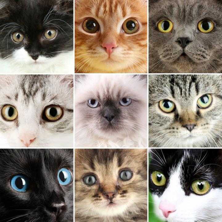 Почему у котят меняется цвет глаз?