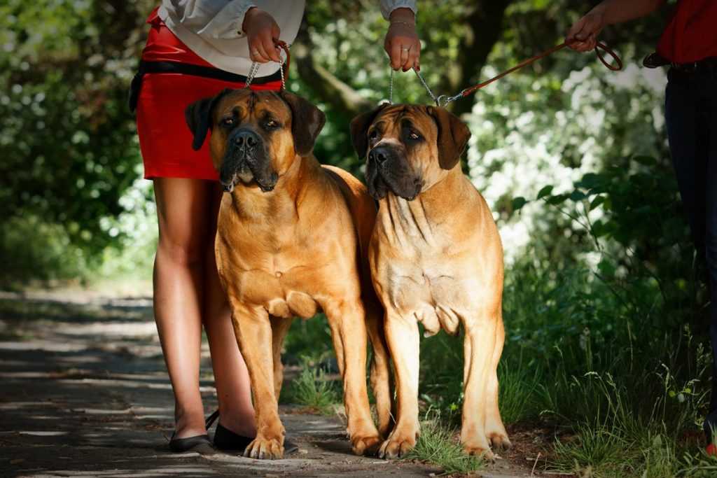 Бульмастиф: описание породы, особенности правильного ухода, характеристика собаки, ее вес и окрасы