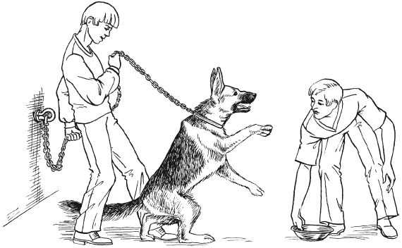 Как воспитать собаку послушной? 5 правил дрессировки питомца
