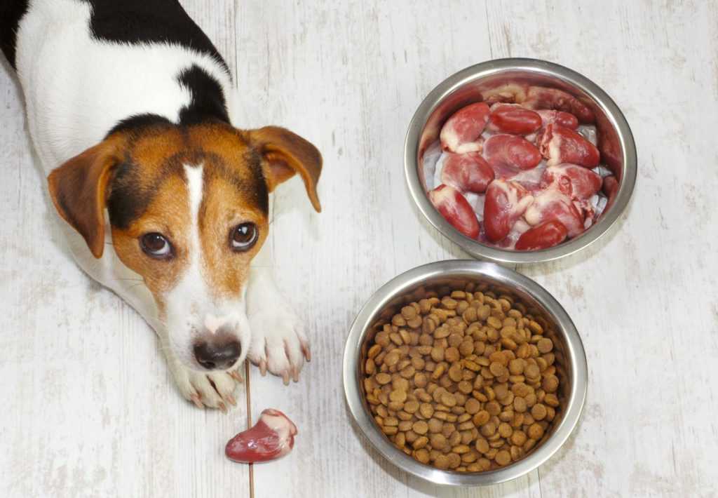 Можно ли кормить собаку кошачьим кормом: отвечаем подробно