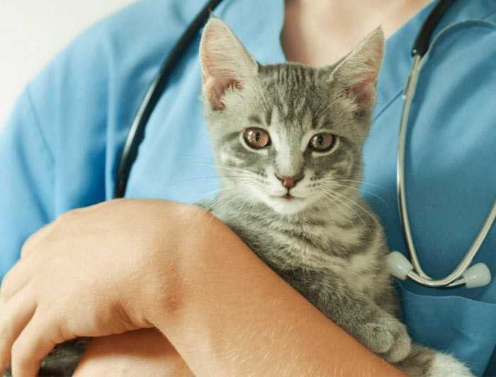 Кастрация кота: в каком возрасте лучше кастрировать животное, как проходит процедура, плюсы и минусы, последствия операции