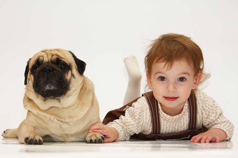 Собаки для детей: описание и выбор пород