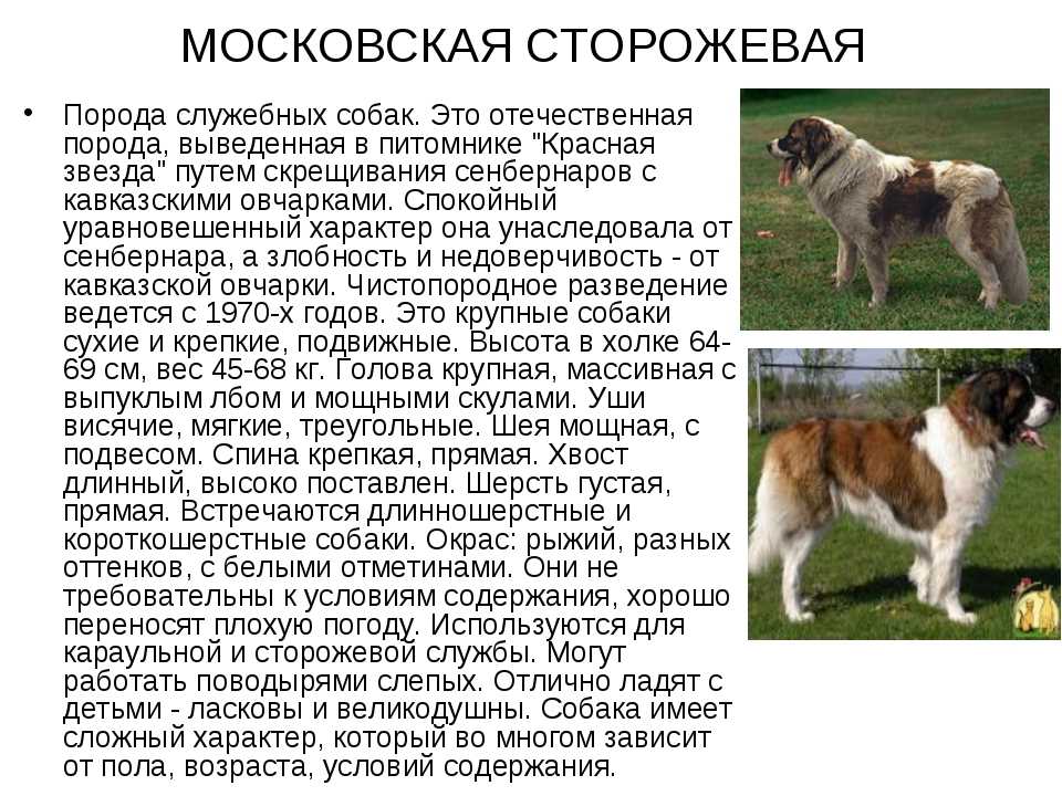 Сенбернар: все о собаке, описание породы с фото, характер, цена
