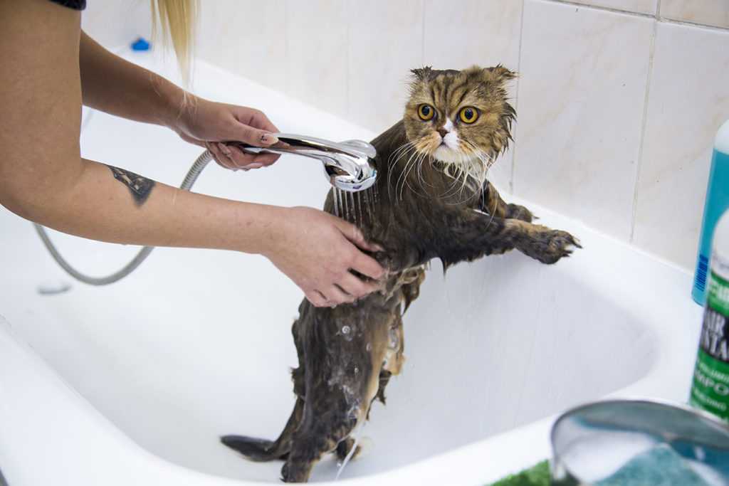 Как помыть кошку в домашних условиях? | hill's pet
