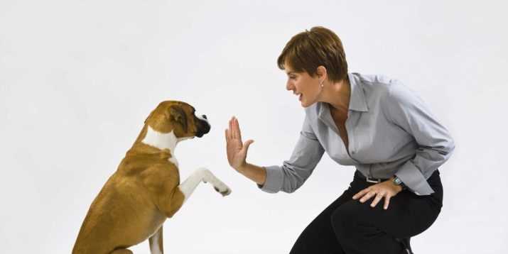 Как наказывать собаку: правильные методы и важность авторитета
