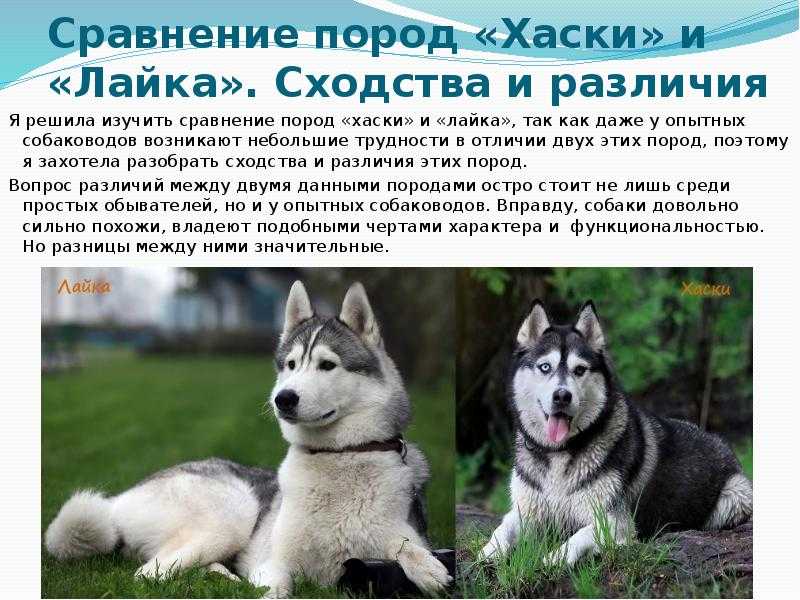 Сибирский хаски: описание породы, характер собаки и щенка, фото, цена
