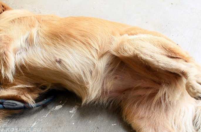 Секс-барьер для собак – для регуляции половой охоты