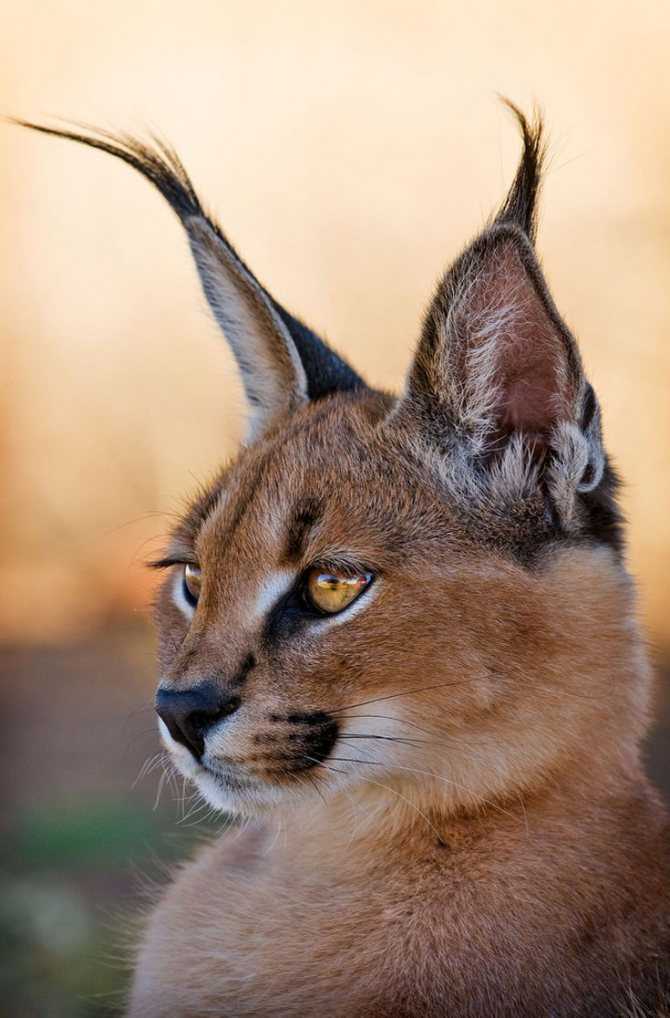 Кошка с кисточками на ушах: порода