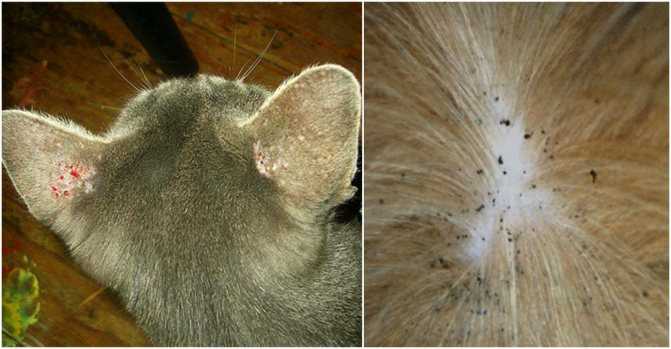 Как вывести блох у кошки в домашних условиях