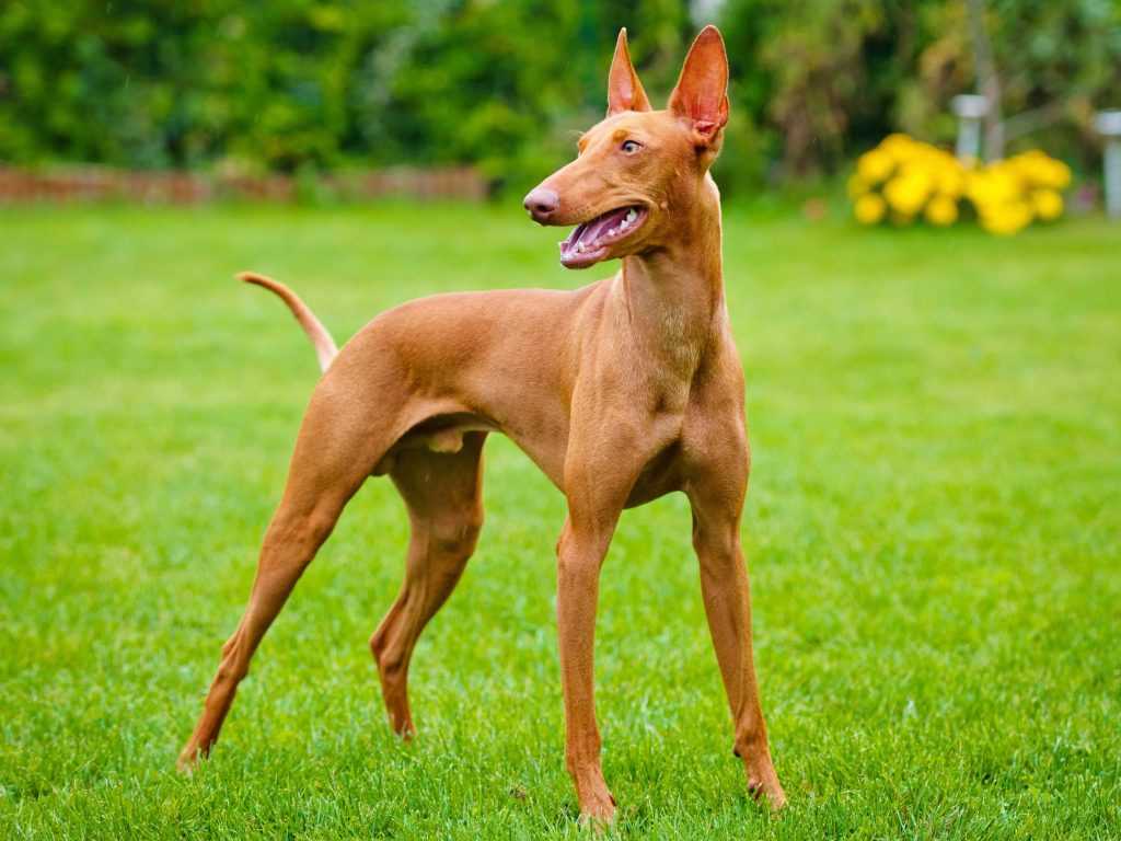 Фараонова собака - характер, уход, дрессировка и болезни породы