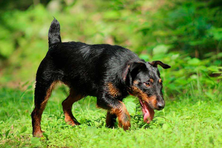 Немецкий ягдтерьер 🐶 фото, описание, характер, факты, плюсы, минусы собаки ✔