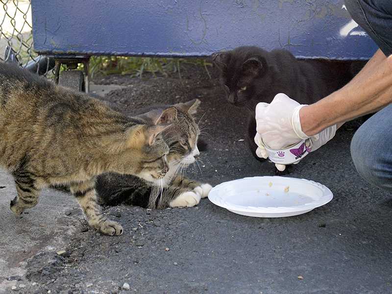 Вы взяли бездомную кошку, что делать дальше? | блог ветклиники "беланта"