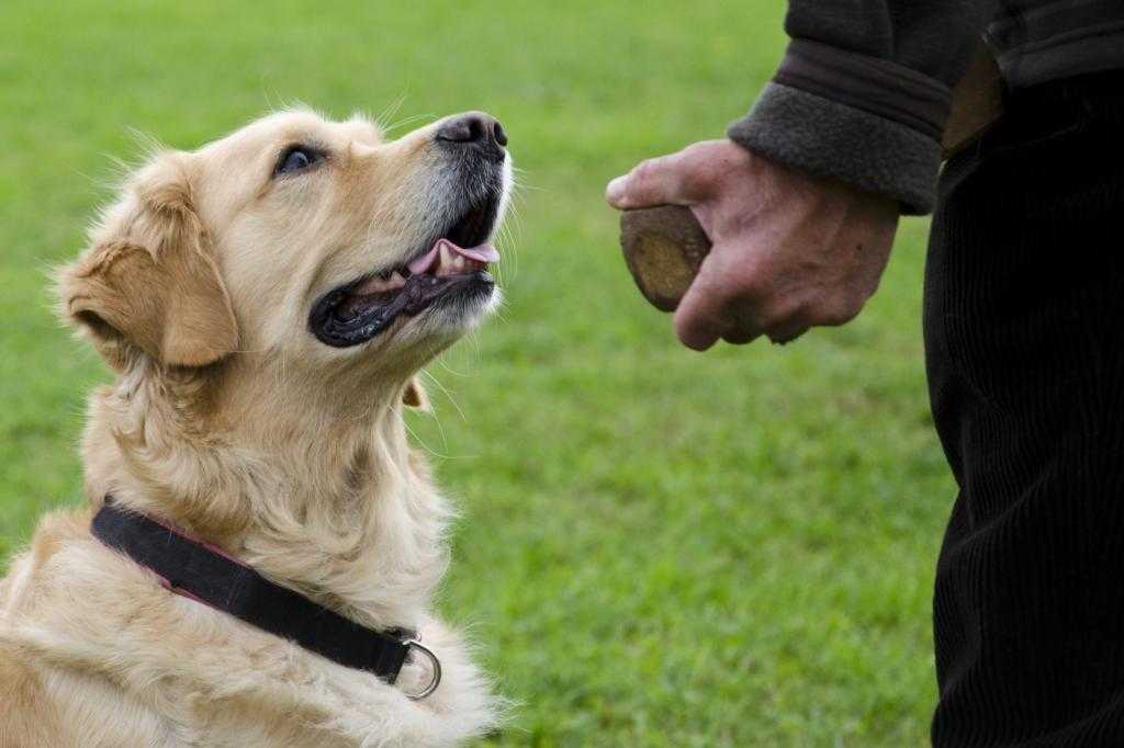 5 проверенных лайфхаков, как научить собаку слушаться хозяина