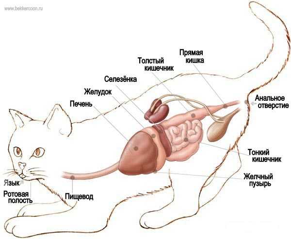 Строение лапы кошки - анатомия лапы